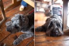 Dogs Parker & Otis
