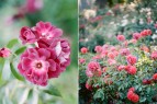 Rose Garden Portland OR