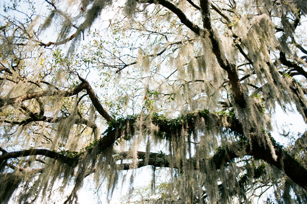 Spanish-Moss Spanish Moss