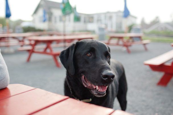 Lobster-Shack-Dog-Friendly Lobster Shack Dog Friendly