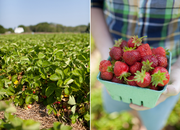 Maxwell's-Farm-Strawberries Maxwell's Farm Strawberries