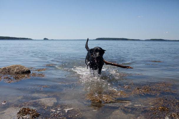 Orvis