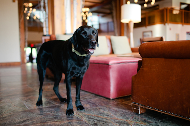 Dog Friendly Stowe VT