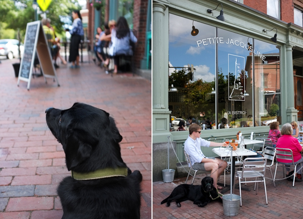 Dogs at Petite Jacqueline