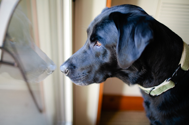 Dogs at Stowe Mountain Lodge