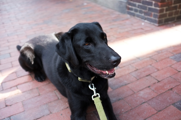 Orvis at Petite Jacqueline