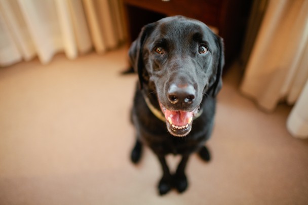 Hotel Fauchere Pet Friendly