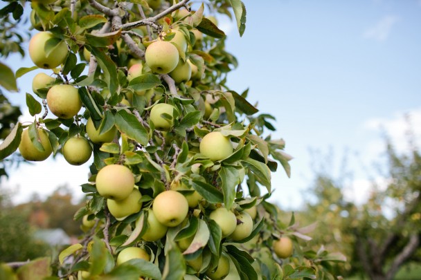Orchard-Hill-Farm Orchard Hill Farm