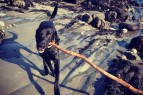 stick