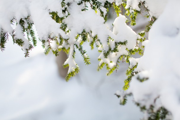 Snow