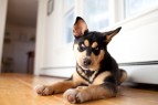 Big-Fluffy-Dog-Rescue
