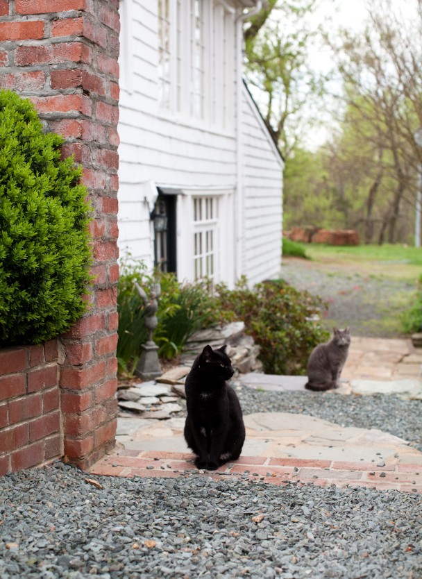 Clifton Inn Cats