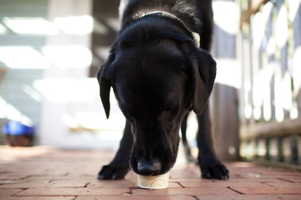 Orvis Eating Ice Cream