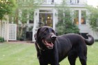 Dog Friendly Relais and Chateaux